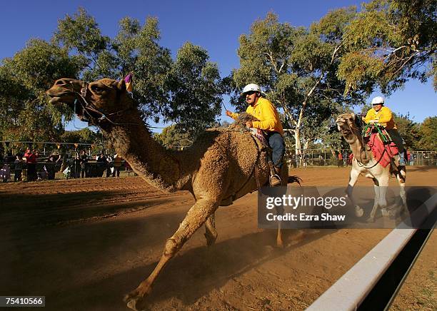 Camel Rally Camel Northern Territory Photos and Premium High Res Pictures - Getty ...
