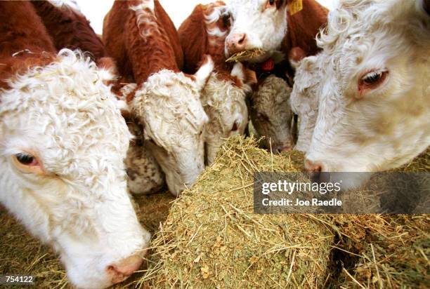 Cattle feed on their meal on the Storm ranch near Austin, Texas, February 7, 2001. Texas is the number one cattle-producing state in the nation.