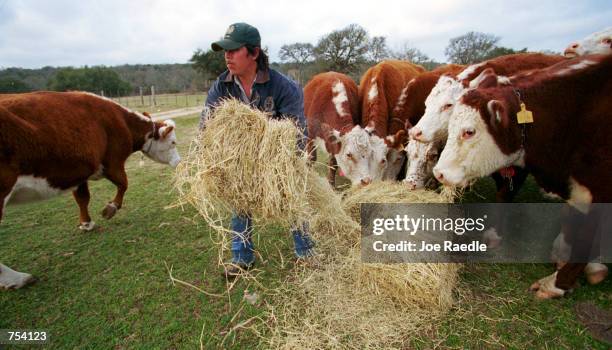 Ranch hand on the Storm ranch near Austin, Texas feeds cattle, February 7, 2001. Texas is the number one cattle-producing state in the nation.