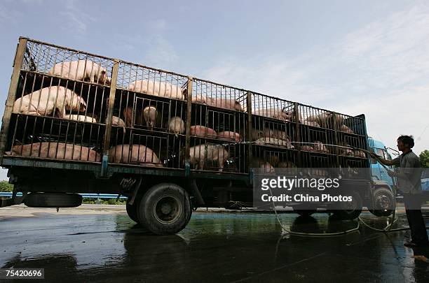 Worker sprays water to cool pigs to be transported to South China's Guangdong Province on July 14, 2007 in Yichang of Hubei Province, China....
