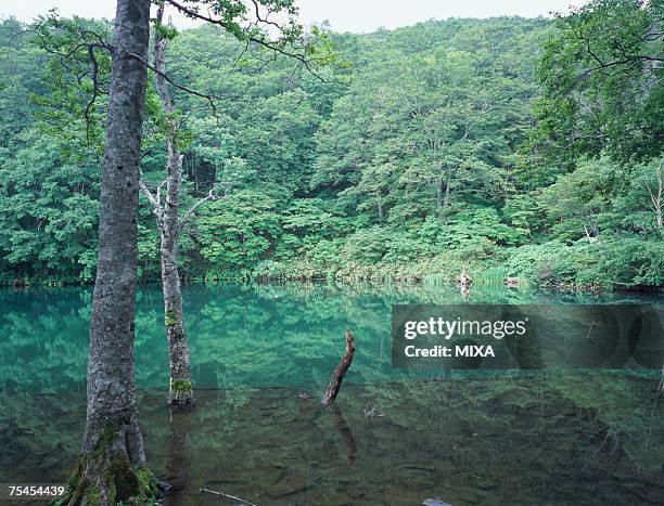 dokkonuma in zao, yamagata prefecture, japan - yamagata stock-fotos und bilder