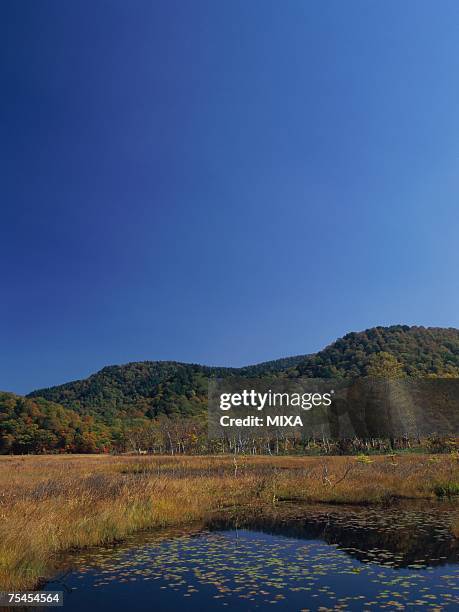 water lilies, ozegahara, gunma prefecture, japan - oze national park stock pictures, royalty-free photos & images