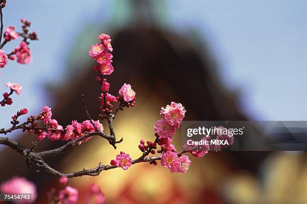 plum blossoms, kitano tenmangu shrine, kyoto prefecture, japan - tenmangu shrine ストックフォトと画像