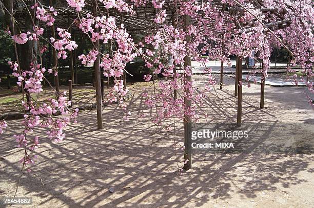 cherry blossoms at daigo-ji temple, kyoto prefecture, japan - daigoji stock pictures, royalty-free photos & images