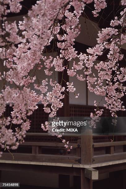 daigo-ji temple, kyoto prefecture, japan - daigoji stock pictures, royalty-free photos & images