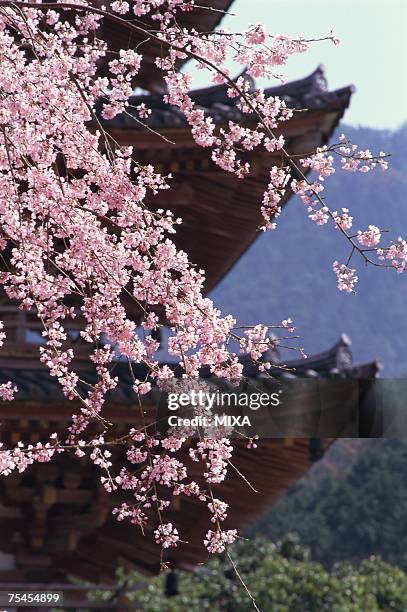 daigo-ji temple, kyoto prefecture, japan - daigoji stock pictures, royalty-free photos & images