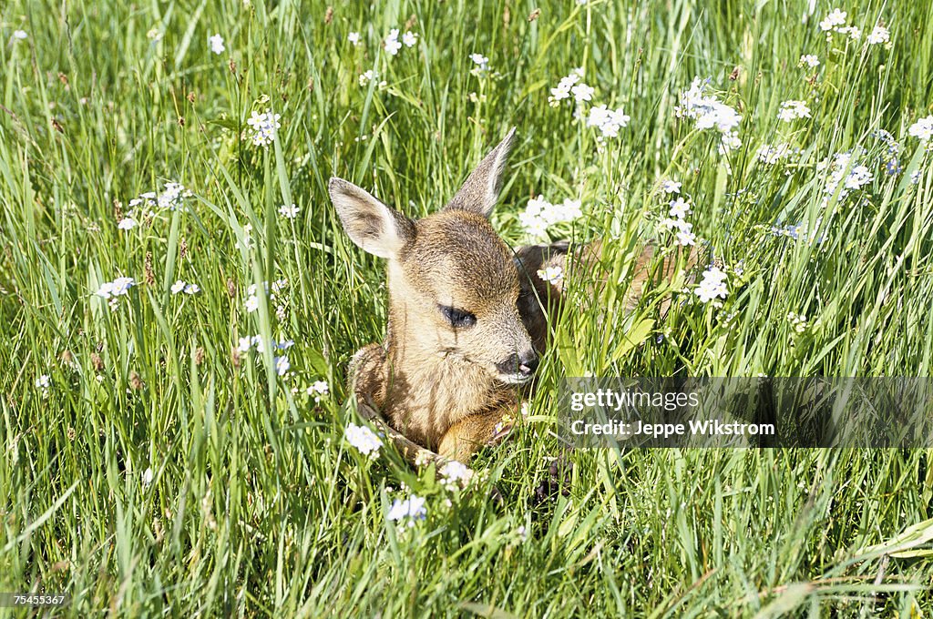 A fawn laying in the grass.