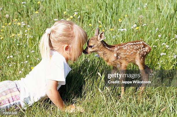 a little girl kissing a fawn. - swedish summer fotografías e imágenes de stock