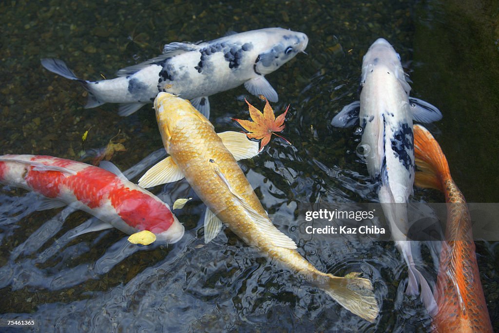 Carp swimming in pond, high angle view