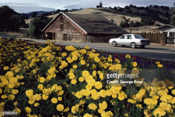 Tourists drive by a field of marigolds on Mendocino County's Highway 128 on their way to the Anderson Valley wine country and the Pacific Ocean in...