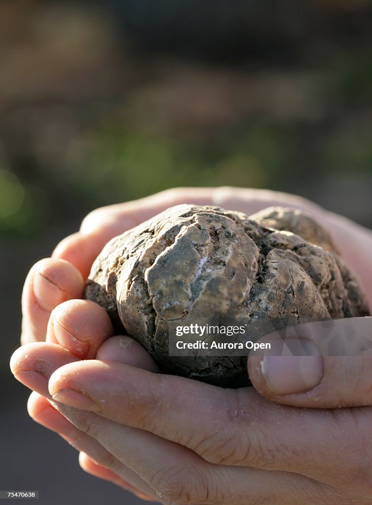 A white truffle. (close-up)