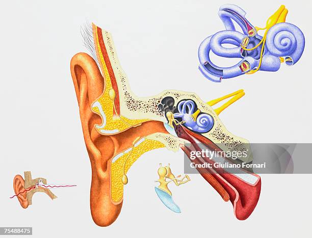 human ear, internal anatomy - hörschnecke stock-grafiken, -clipart, -cartoons und -symbole
