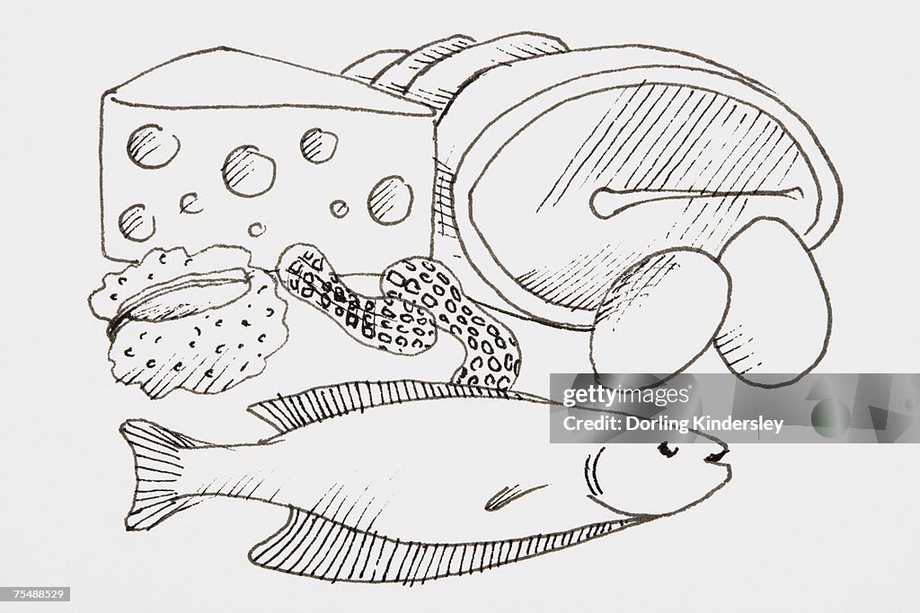 Protein Drawing Fish Line Drawing Of Foods That Provide Protein Including Meat And Fish High ...