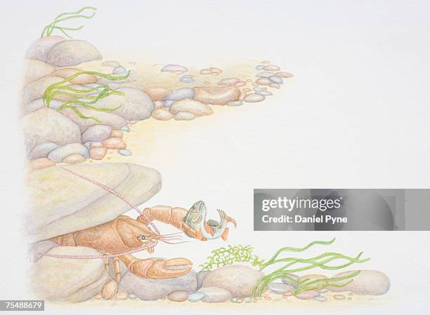 Fishthat Hide Under Rocks Hiding Under A Rock Photos and Premium High Res Pictures - Getty Images