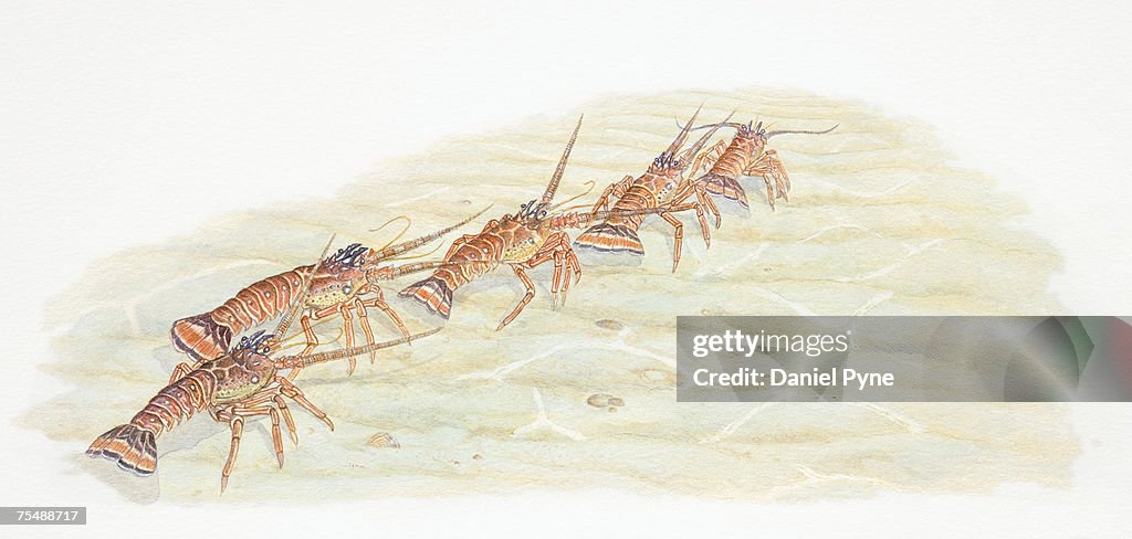 Five Spiny Lobsters marching in a line across seabed