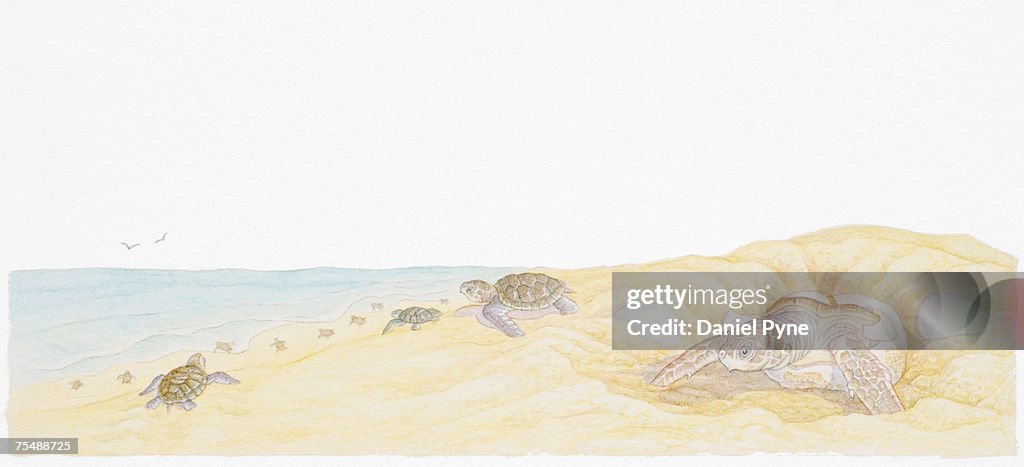 Cheloniidae, Baby Sea Turtles roaming on a sandy beach, adult female Turtle covering recently laid eggs with sand in foreground
