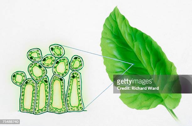 green leaf and diagram of chloroplasts in plant cells - chlorophyll stock illustrations