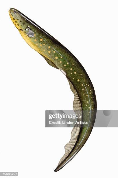 electophorus electricus, electric eel, swimming, illustration - electric eel stock illustrations