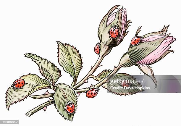 coccinella septempunctata, group of seven-spotted ladybirds perched on budding pink rose plant - seven spot ladybird stock illustrations