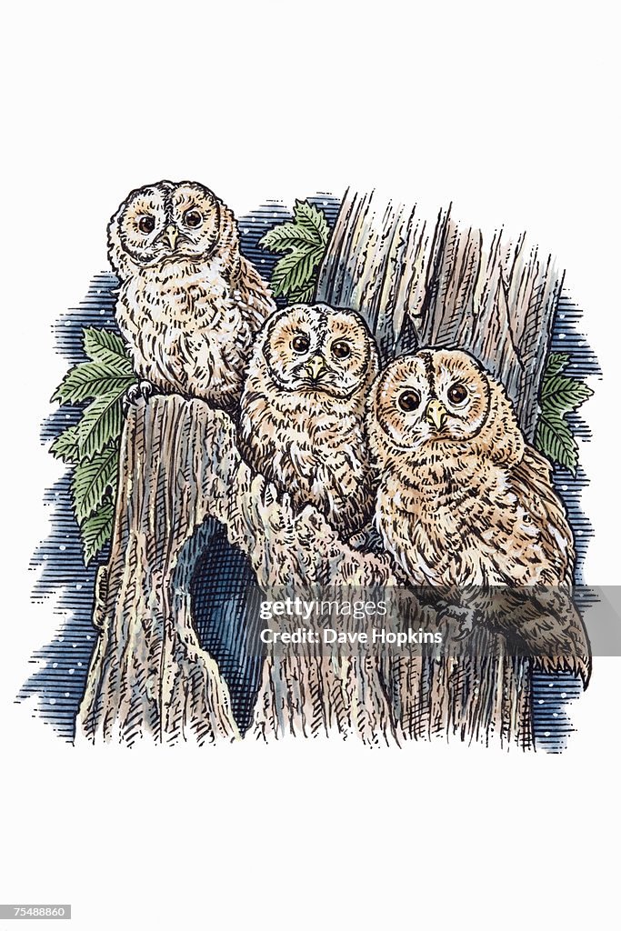 Strix aluco, Three Tawny Owls perched on leafy tree branch
