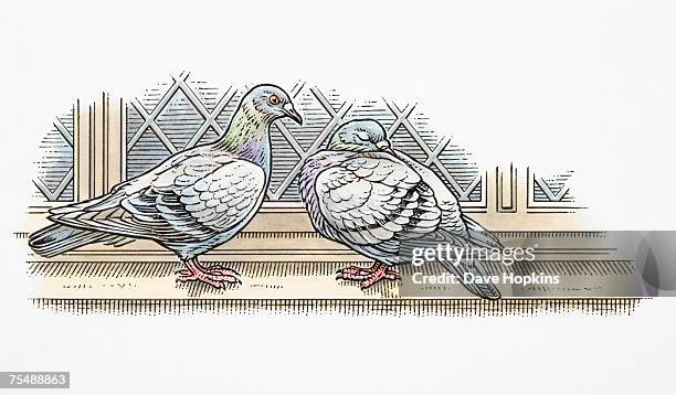 columbiformes, two domestic pigeons perched on windowsill, side view - columbiformes stock-grafiken, -clipart, -cartoons und -symbole