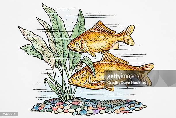 carassius auratus, two goldfish swimming in a shallow stream with pebbles lining the floor and underwater plants, side view - carassius auratus auratus stock illustrations