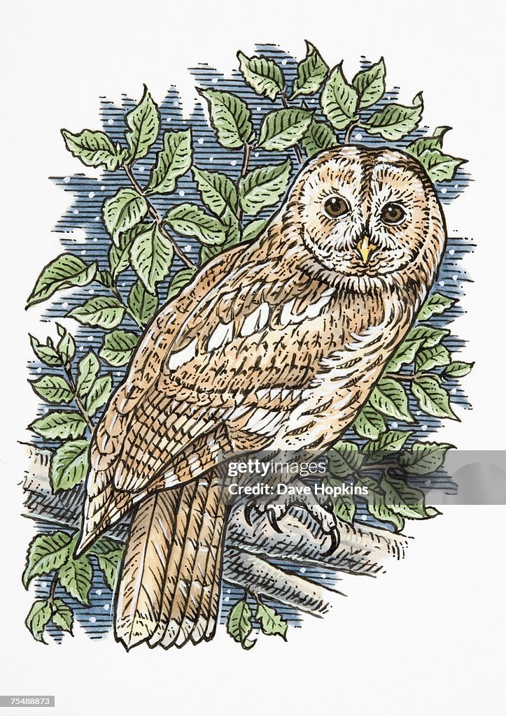 Strix aluco, Tawny Owl perched on leafy tree branch