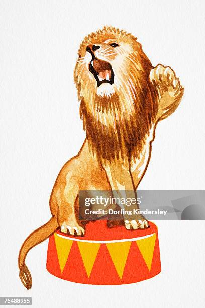 panthera leo, lion sitting on round circus podium roaring and raising one of its paws in the air, cartoon - animals in captivity stock illustrations