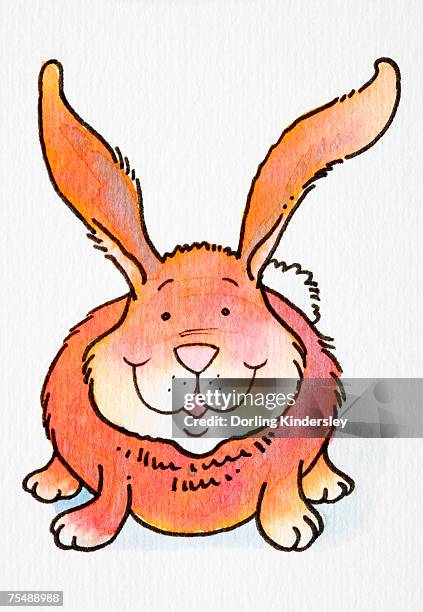 250 Rabbit Front View Stock Photos, High-Res Pictures, and Images ...