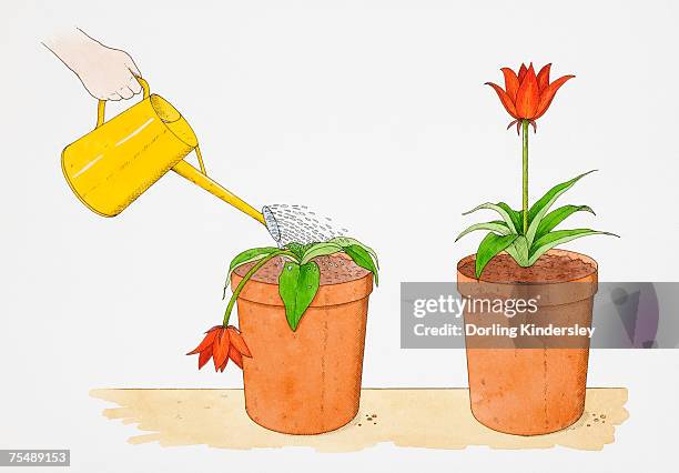 illustrazioni stock, clip art, cartoni animati e icone di tendenza di straight-stemmed red flower growing in terracotta pot, identical potted flower droopingly wilting being watered with yellow watering can - fiori appassiti