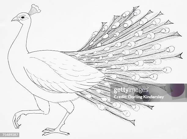 common peafowl or peacock (pavo cristatus), side view - single peacock feather stock illustrations