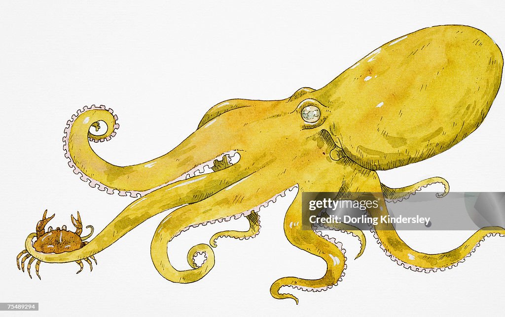 Green Octopus gripping crab in one of its tentacles