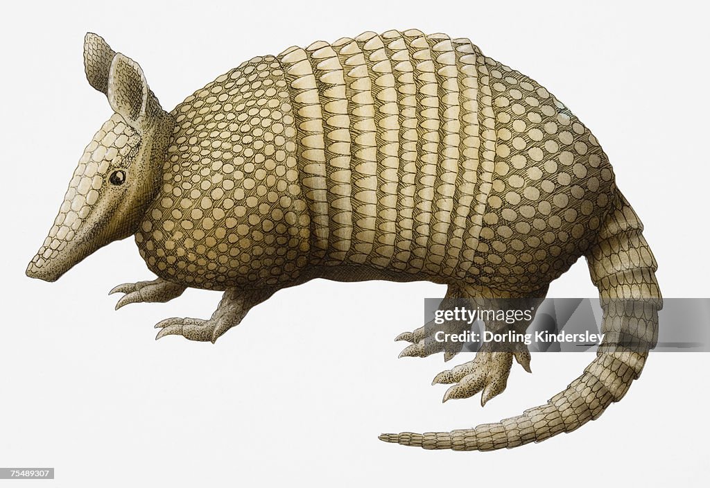 Nine-banded Armadillo (Dasypus novemcinctus), side view