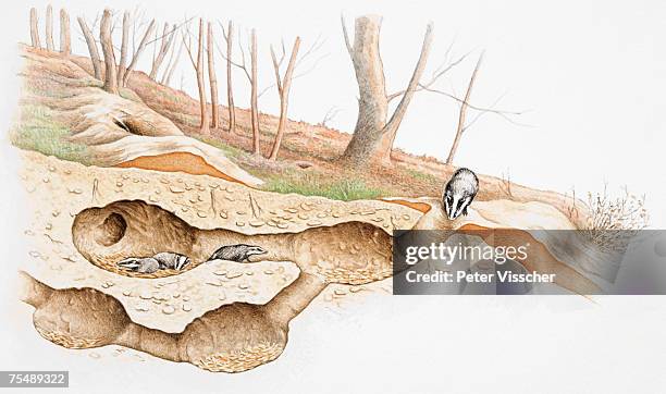 underground cross-section view of badgers (meles meles) moving within their burrow or set - animal den stock illustrations