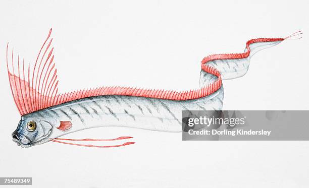 oarfish (regalecus glesne) swimming in undulating motion, side view - king of herrings stock illustrations
