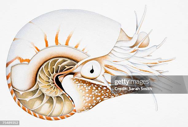 chambered nautilus (nautilus pompilius), side view - nautilus shell stock illustrations