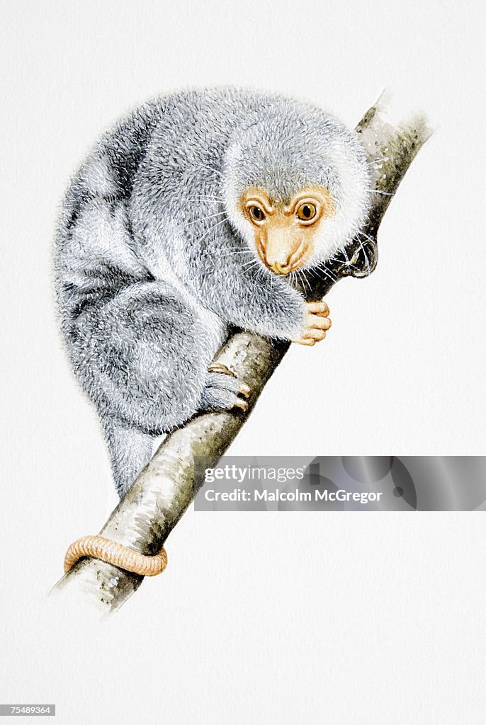 Spotted Cuscus (Spilocuscus maculatus) perched on tree branch, side view