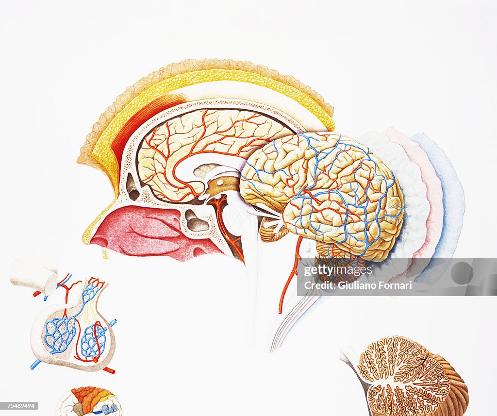 Human brain, exploded cross-section
