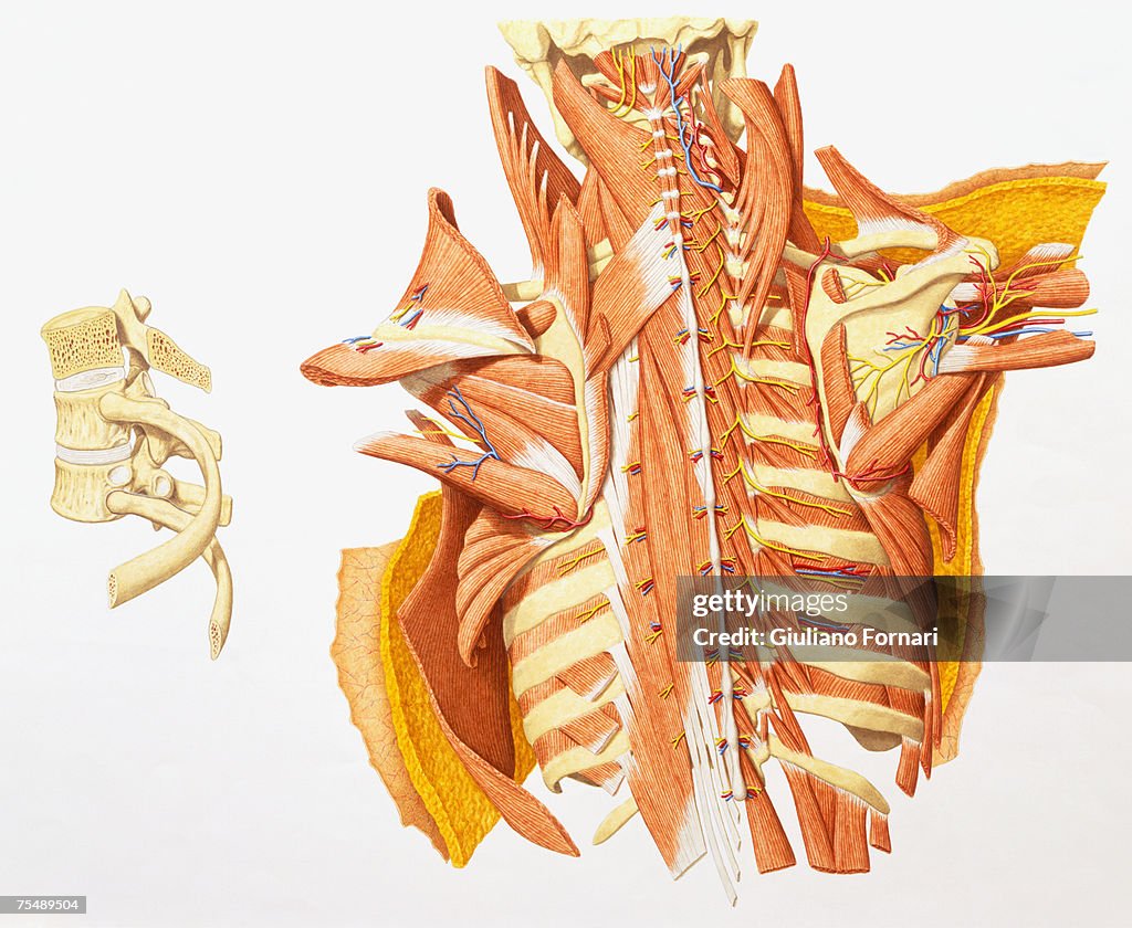 Torso Back View Internal Anatomy Of Human Upper Torso Back Stock-Illustration - Getty ...