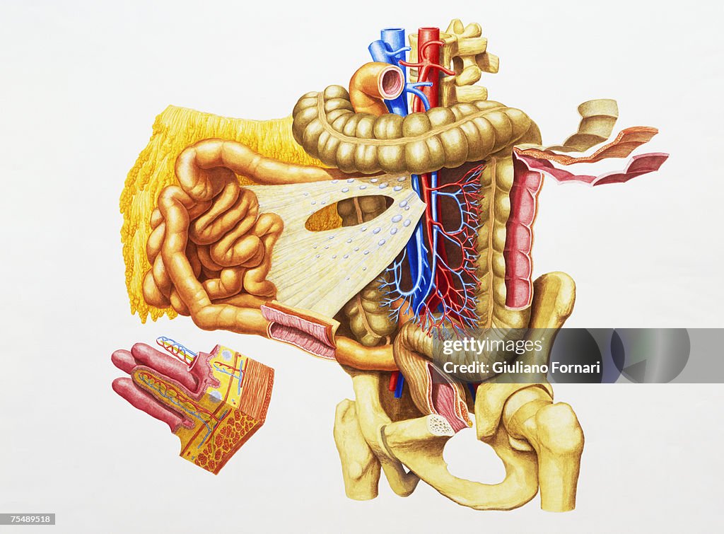 Internal Structure Of Human Intestines High Biology Diagrams