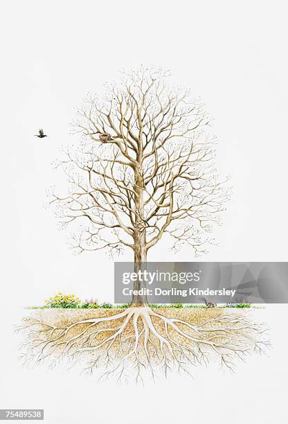 stockillustraties, clipart, cartoons en iconen met leafless tree showing underground roots - kale boom