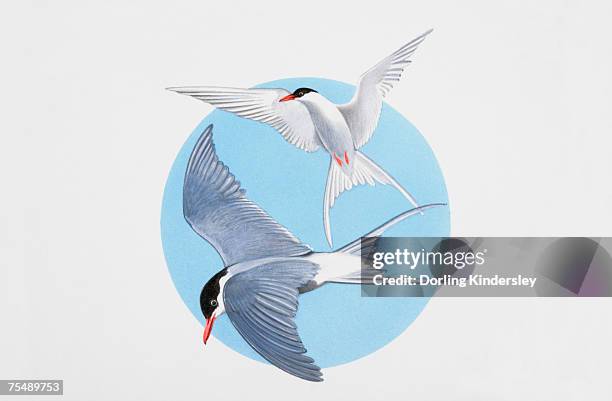 arctic terns in flight - arctic tern stock illustrations
