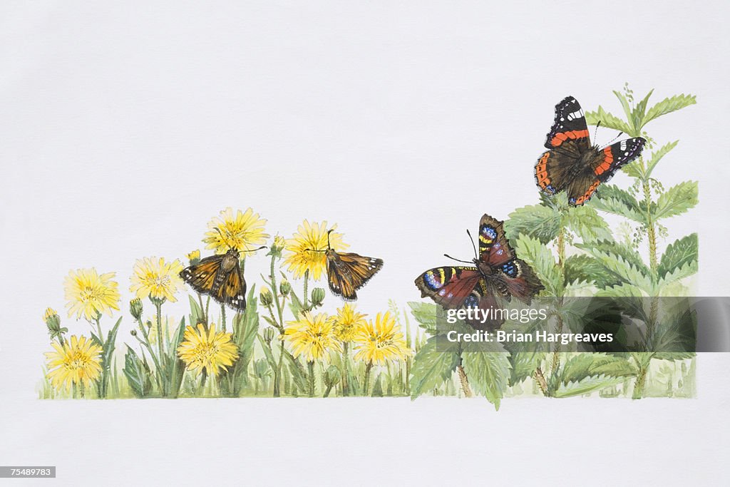 Silver Spotted Skipper (Hesperia comma), Red Admiral (Vanessa atalanta), and Peacock (Inachis io) butterfly feeding from nettles and yellow flowers