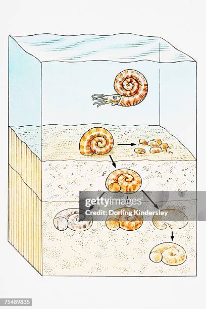 fossilization at sea with shell moving through earth layers underwater - ocean cross section stock illustrations