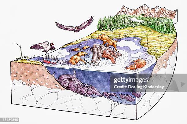asphalt lake with creatures above and below surface, during fossilization process - ocean cross section stock illustrations