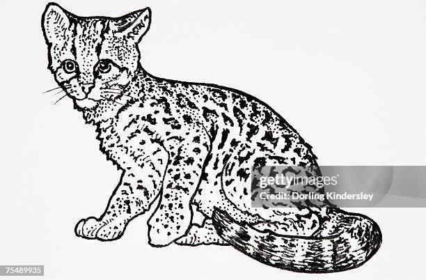 margay (leopardus wiedii), patterned cat - margay stock illustrations