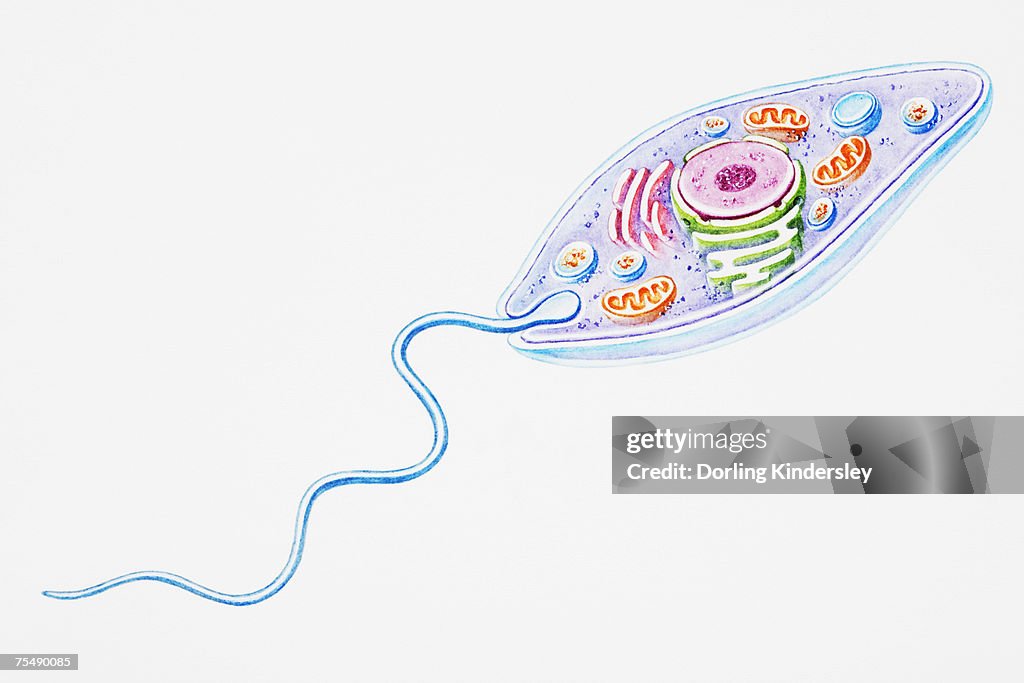 Protozoan Cell Diagram Biology Diagrams