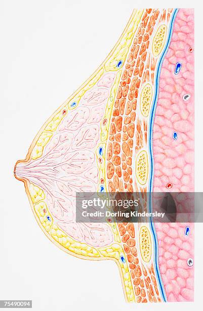 ilustrações de stock, clip art, desenhos animados e ícones de breast showing rib, pectoral muscle, lung, fatty tissue, blood vessel, lobule, ampulla, nipple, areola and milk duct, cross-section - crista ampular