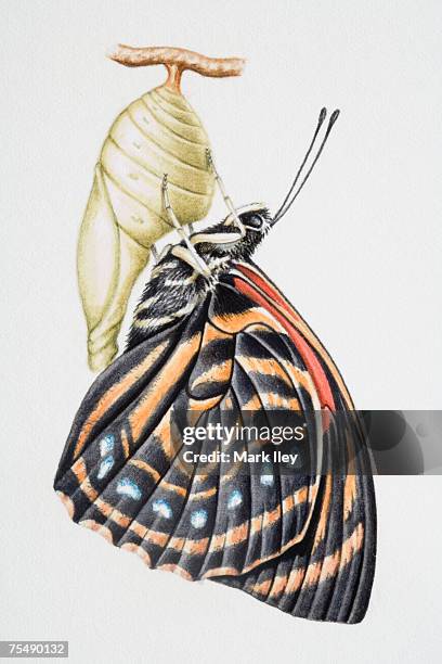 butterfly and chrysalis - cocoon animal stage stock illustrations