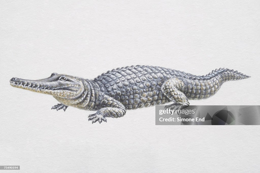 Freshwater Australian crocodile (Crocodylus johnstoni), also known as Johnstone's Crocodile
